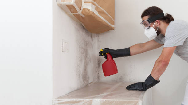 Professional Basement Mold Remediation technician working in Clearville, PA