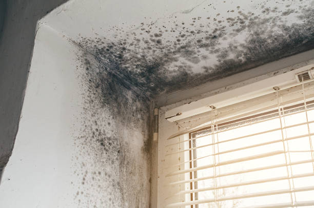 Affordable Basement Mold Remediation solutions in Clearville, PA