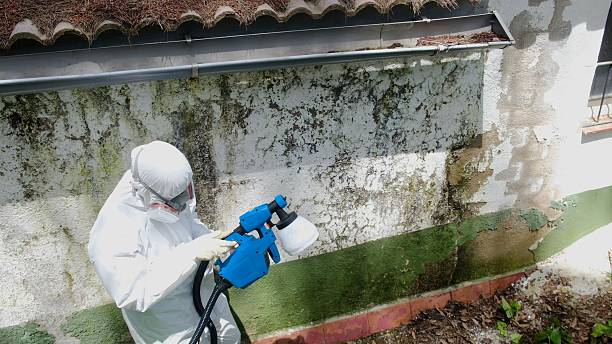 Top rated local Basement Mold Remediation specialists in Clearville, PA